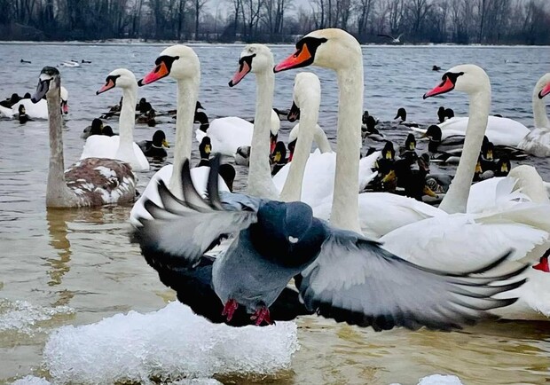 В киевском парке заметили стаи красивых птиц. Фото: соцсети