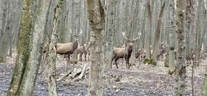 В угіддях Київської області провели облік диких тварин