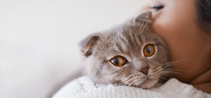 Где в Одессе можно бесплатно стерилизовать и вакцинировать бродячих котов