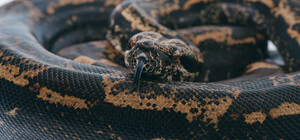 В Киеве женщина устроила переполох из-за картонки, которую приняла за удава