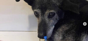 Водитель, который сбил собаку в Одессе, предлагал ветврачам усыпить ее за 30 000 гривен