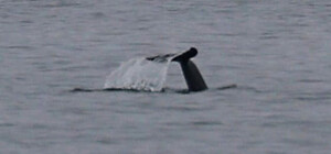 К побережью Одесской области приплыли дельфины