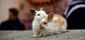 Зоозащитники обвинили преподавателя НУБиП в издевательствах над животными