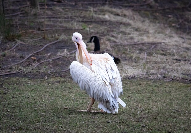 У Київському зоопарку випустили на воду родину пеліканів: фото. 