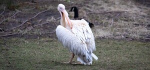 У Київському зоопарку випустили на воду родину пеліканів: фото