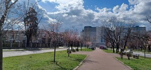 На Дарнице перед самым снегопадом зацвели сакуры