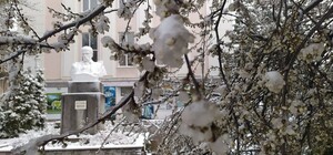 Алича цвіте, завірюха мете: 28 березня Львівщину засипало снігом — фото та відео 