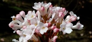 График и цены: как будет работать в апреле ботанический сад в Днепре