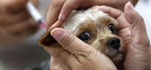 В одній із громад Одеської області ввели карантин через сказ