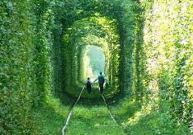 Зеленые коридоры - фото