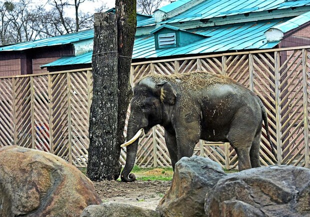 Київський зоопарк запршує всіх бажаючих на показове годування слона. 