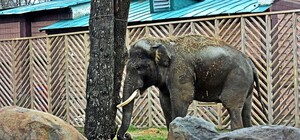 Київський зоопарк запрошує всіх бажаючих на показове годування слона: деталі