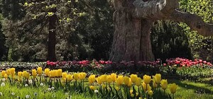 В Одессе открылся ботсад: смотри, как там красиво