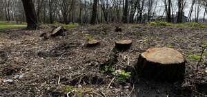 На Оболоні вночі невідомі вирубали 60 дерев