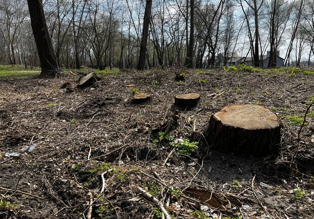 У "Київзеленбуді" спростували інформацію про незаконну вирубку дерев на Оболоні. 