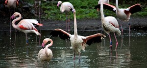 У Київському зоопарку запрошують подивитись на рожевих фламінго