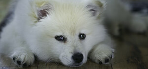 В Киевской области щенок умер во время посещения груминг-салона