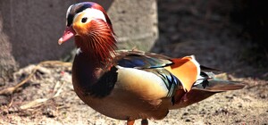 Приходь подивитись: у Київському зоопарку птахів переселяють на відкриті майданчики