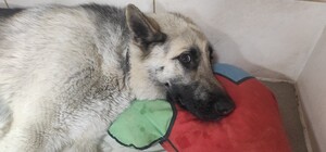 В Запорожье мужчина выстрелил в собаку на детской площадке (фото, видео)