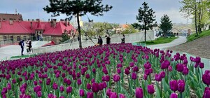 Фото дня: десятки тисяч тюльпанів, подаровані місту Нідерландами, заквітли у Львові 