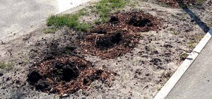 Из парков и скверов Киева массово воруют цветы и деревья