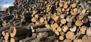 На Днепропетровщине жители вырубили леса на миллионы гривен