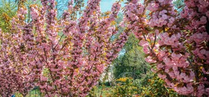 В Одесском ботсаду и парке Победы цветут сакуры: как это красиво