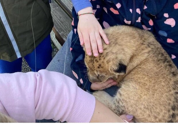 В зверинце в Киевской области используют маленьких львят для фото: зоозащитники бьют тревогу. 