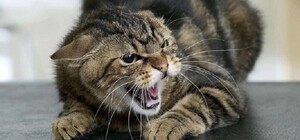 У Дніпропетровській області зафіксували 13 випадків сказу: чи є вакцина