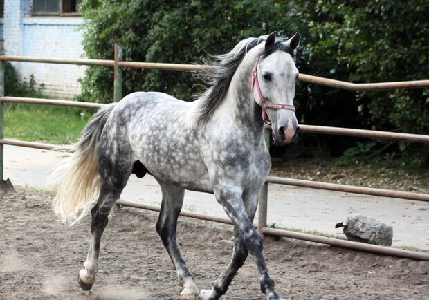 У Києві на іподромі пройдуть змагання коней рисистих порід. 