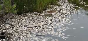 В Запорожской области из-за падения уровня воды ожидается мор рыбы