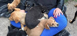 В Одессу привезли первых спасенных животных из Херсона: как помочь