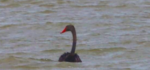 До Одеської області прилетів 