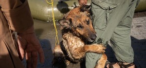 Киевлян просят взять домой спасенных из Херсона животных: как это сделать