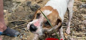 Что произошло с собакой, которую прибило к берегу на доске к берегу в Одесской области