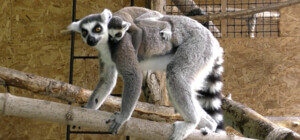 У Київському зоопарку народилися лемури: графік роботи та ціни на квитки
