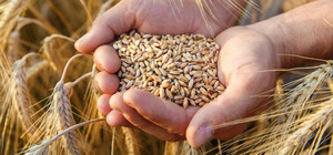 ООН може передати аграріям Одеської області зерно: як отримати