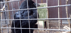 В Киеве со дворика на Рейтарской исчез легендарный ворон Крум