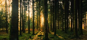 Не только из-за войны: в Запорожской области запрещено посещать лес