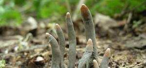 У Дніпропетровській області ростуть гриби 