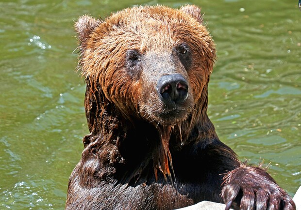 У зоопарку Києва показали, як тварини там рятуються від спеки – фото. 