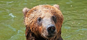 У зоопарку Києва показали, як тварини там рятуються від спеки - фото