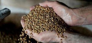 Окупанти планують вивозити награбоване у Запорізькій області зерно до Африки