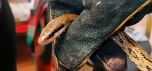 У Києві екзотична змія заповзла у квартиру до дівчини