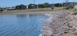 В Хаджибейском лимане в Одесской области также зафиксировали замор рыбы
