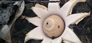 У Дніпровському лісі місцевий житель натрапив на гриб у виді зірки