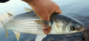 В Одессе и Одесской области запретили ловить кефаль