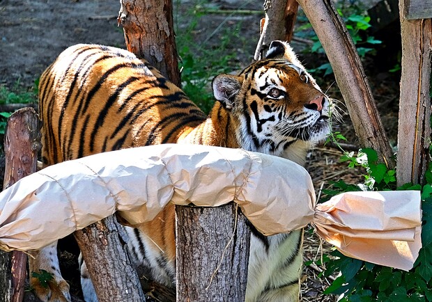 У Київському зоопарку святкують День народження тигрів - 