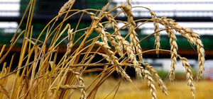 У Запорізькій області окупанти викрали вже 1,4 мільйона тонн зерна