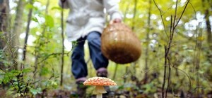 У лікарні на Львівщині померла трускавчанка, яка їла квашені грузді